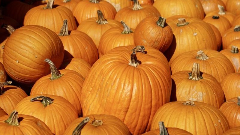 The Great Pumpkin Craze: Benefits & Recipes