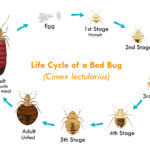 Life Cycle of a Bed Bug