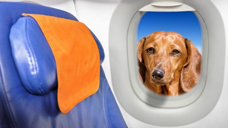 Taking Dog on Plane