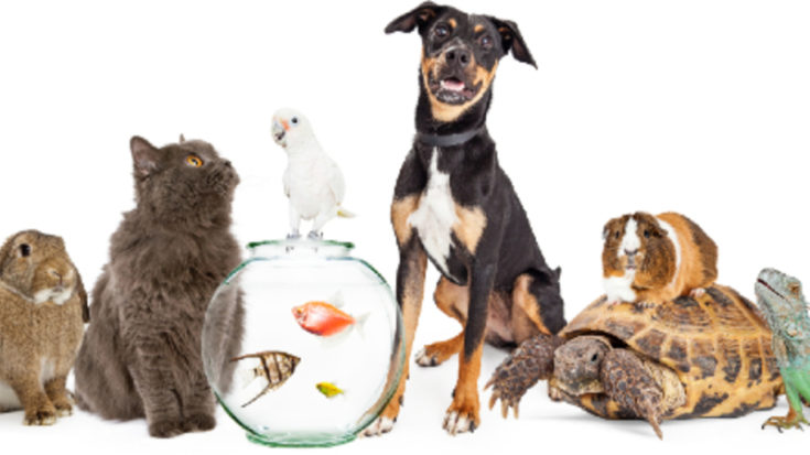 Things All Pet Owners Need To Know