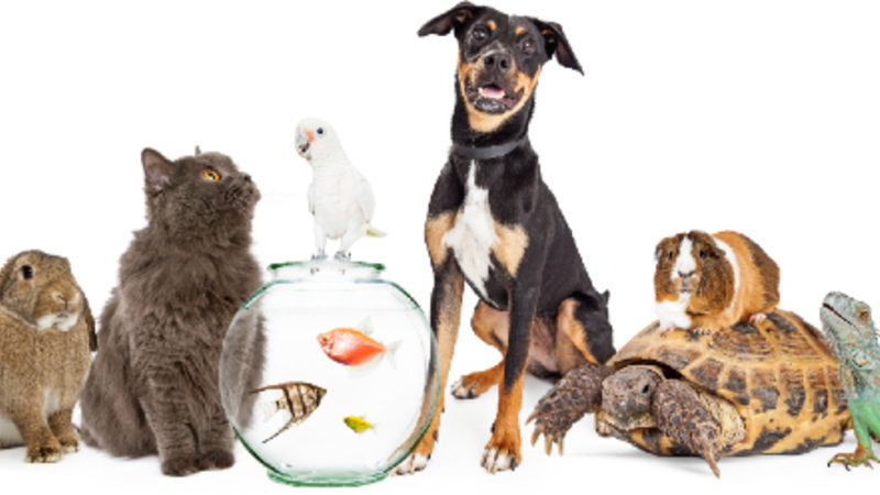 Things All Pet Owners Need To Know