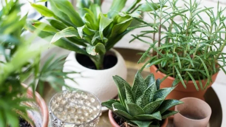 Go Green In Your Home With Indoor Plants