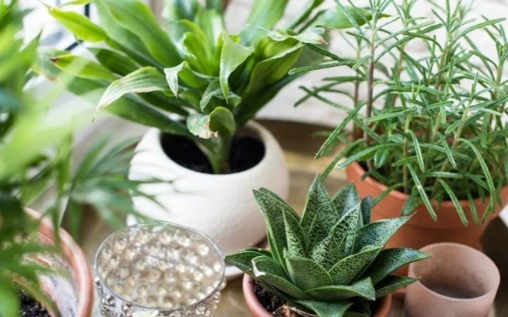 where to buy indoor plants online