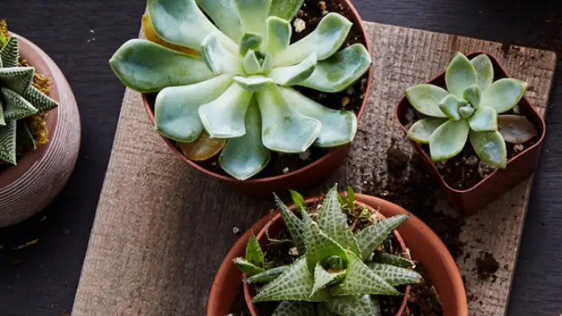 Plants.com Deal