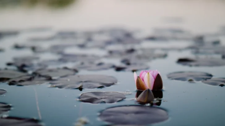 Living With Purpose: Uncovering Ways To Lead a Fulfilling Life